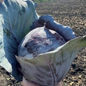 Капуста краснокочанная, 1шт (бронь в ШТУКАХ, оплата при получении, цена 350р/кг, средний вес 1 кочана 1-1,5 кг)