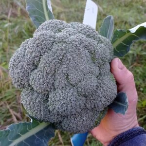 Капуста Брокколи от Алексея Ермолычева, Ярославская область
