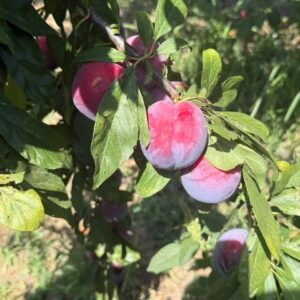 Слива сорт Анжелина, Кубань