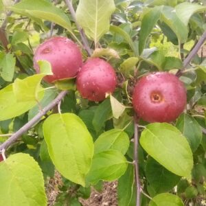 Яблоки Коваленковское (Псковская обл) 6кг
