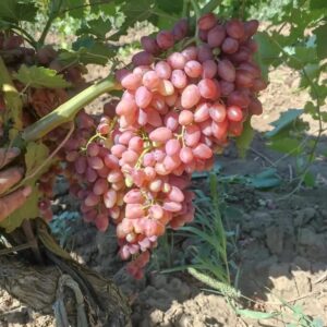 Виноград Лучистый (Сады Рыжесвских)
